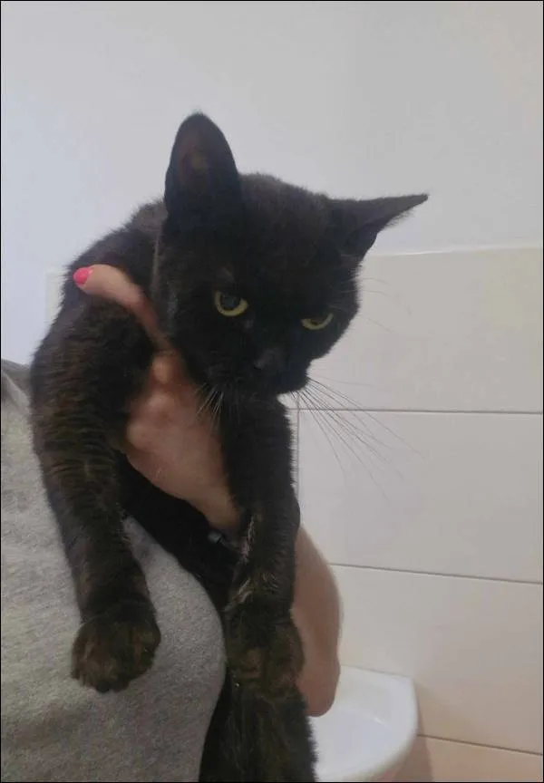 Znaleziono kota, Grudziądz, 5 czerwca 2024