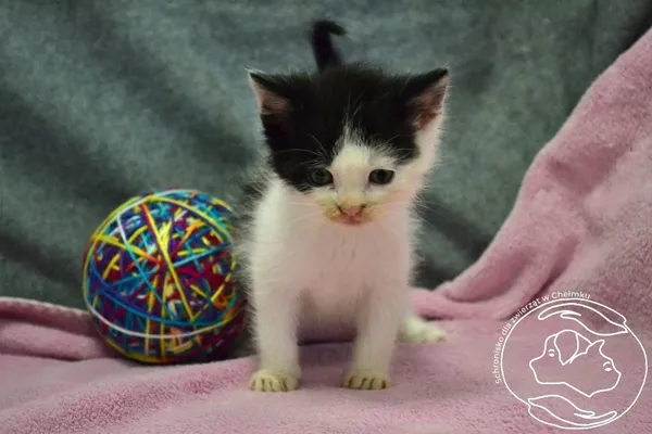 Kot do adopcji, Chełmek, 9 maja 2024