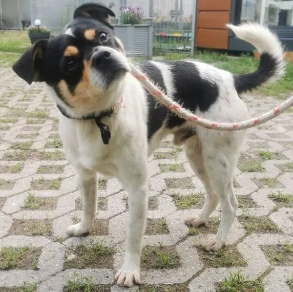 Znaleziono psa, Radom, 4 czerwca 2024