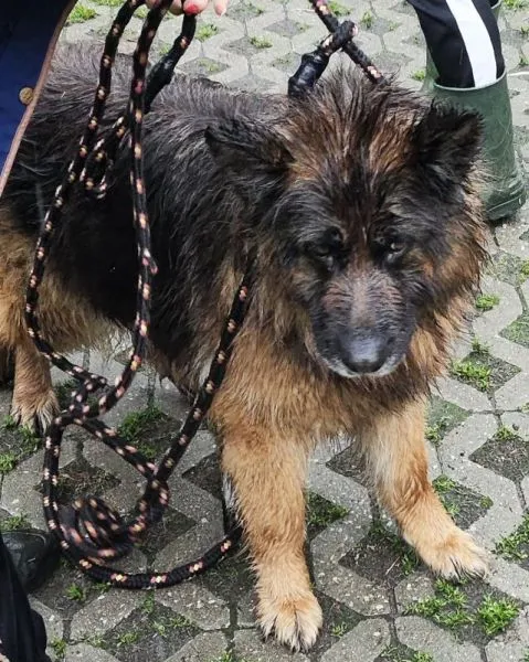 Znaleziono psa, Radom, 4 czerwca 2024