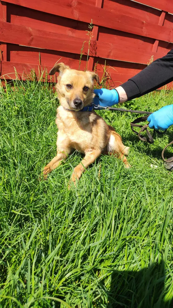 Znaleziono psa, Czartki, 7 maja 2024