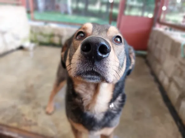 Pies do adopcji, Jelenia Góra, 16 maja 2024 (1/3)