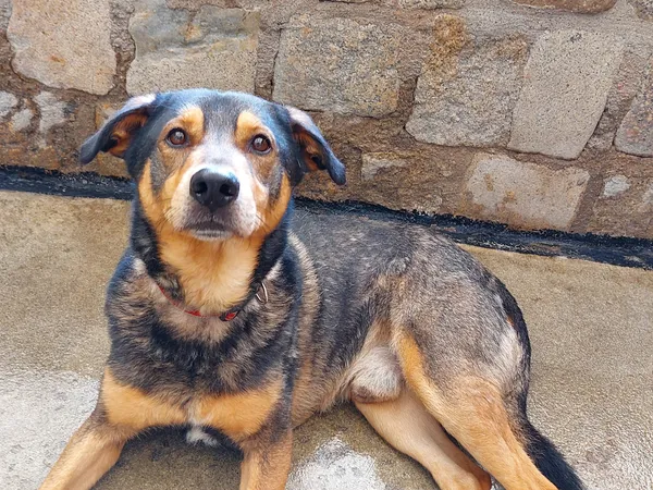 Pies do adopcji, Jelenia Góra, 16 maja 2024 (2/3)