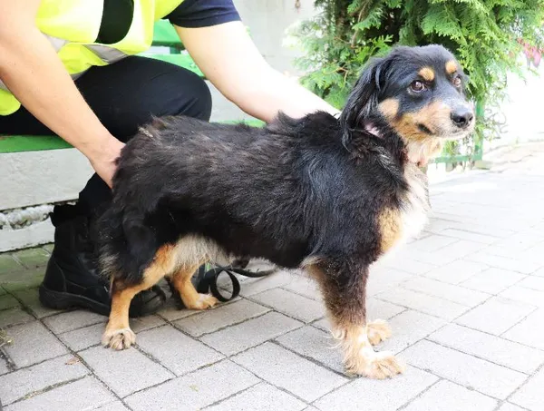 Znaleziono psa, Łódź, 6 czerwca 2024 (1/2)