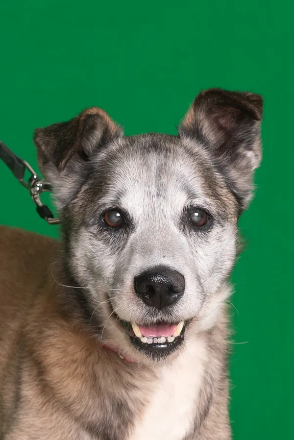 Pies do adopcji, Gdańsk, 6 czerwca 2024