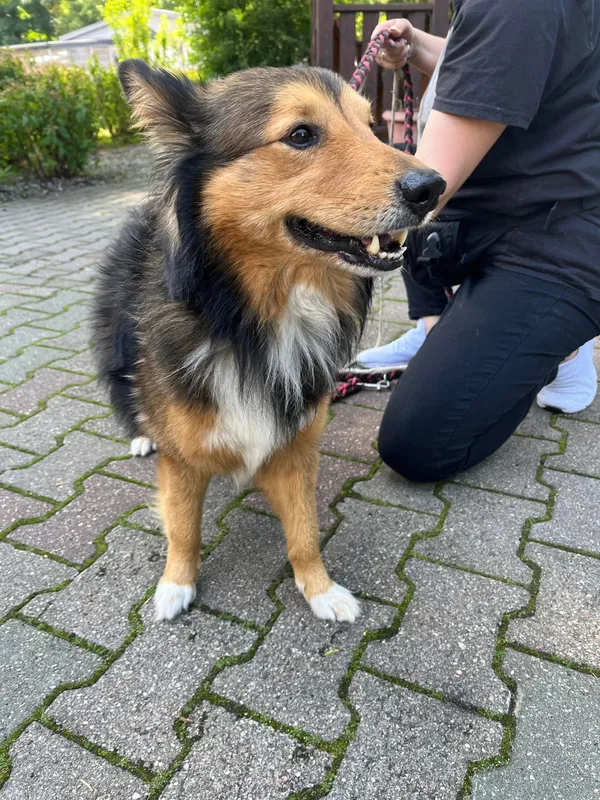 Pies do adopcji, Włocławek, 6 czerwca 2024 (2/4)