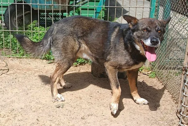 Znaleziono psa, Pieckowo, 6 czerwca 2024 (1/2)