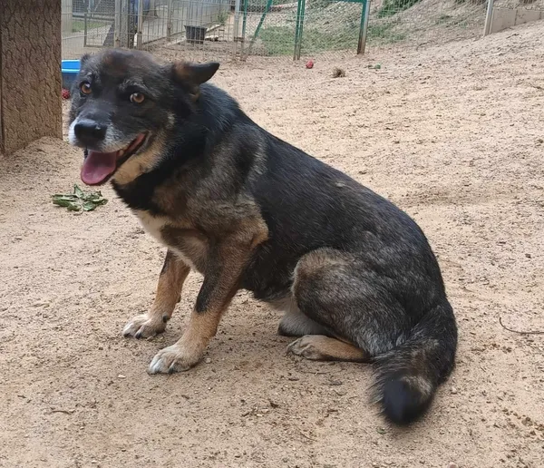 Znaleziono psa, Pieckowo, 6 czerwca 2024 (2/2)