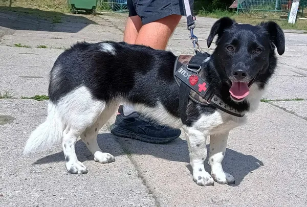 Znaleziono psa, Pieckowo, 6 czerwca 2024 (1/2)