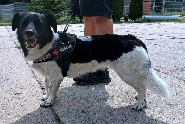 Znaleziono psa, Pieckowo, 6 czerwca 2024 (2/2)