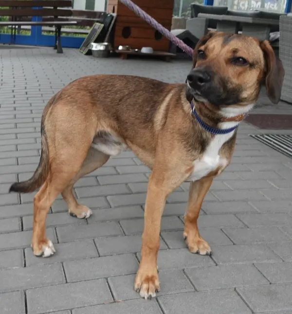 Znaleziono psa, Gdańsk, 6 czerwca 2024