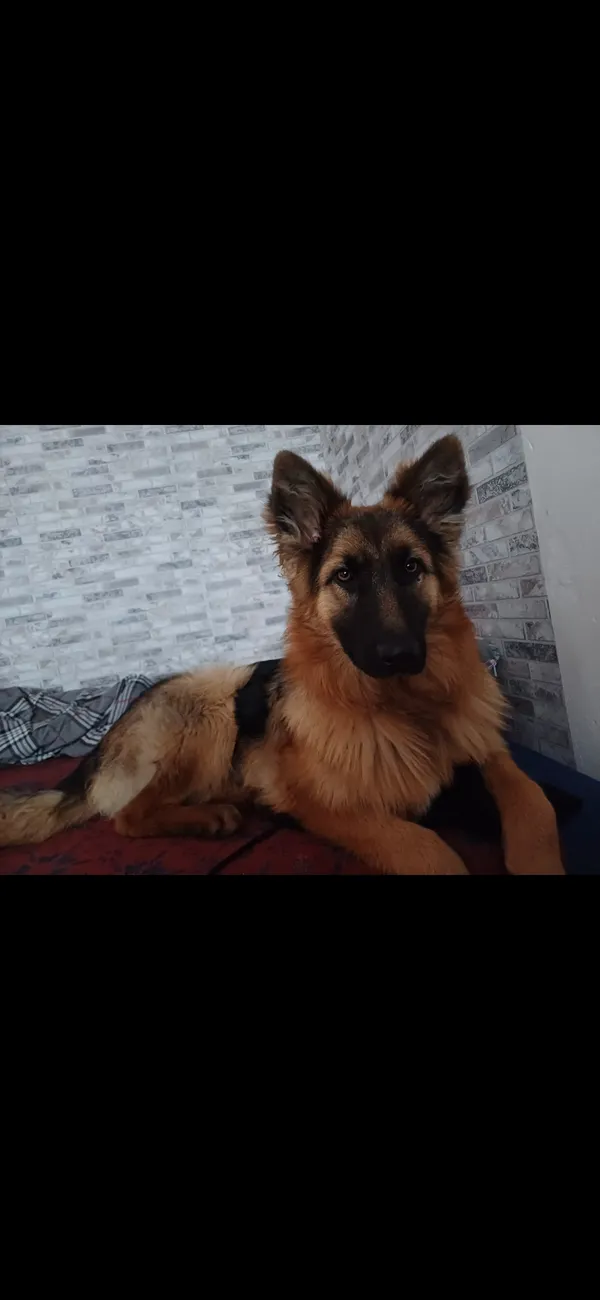 Zaginął pies, Wolska Kolonia, 6 czerwca 2024 (1/2)