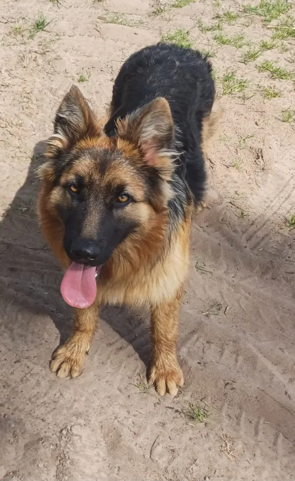 Zaginął pies, Wolska Kolonia, 6 czerwca 2024 (2/2)