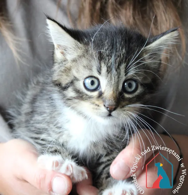 Kot do adopcji, Węgrowo, 3 czerwca 2024