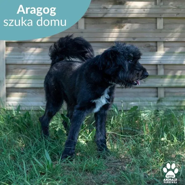 Pies do adopcji, Dąbrówka, 6 czerwca 2024 (3/5)