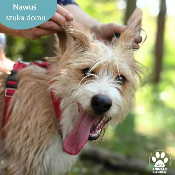 Pies do adopcji, Dąbrówka, 6 czerwca 2024 (1/5)