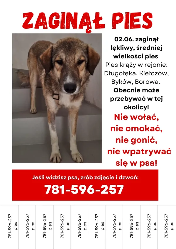 Zaginął pies, Kiełczów, 6 czerwca 2024