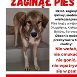 Zaginął pies