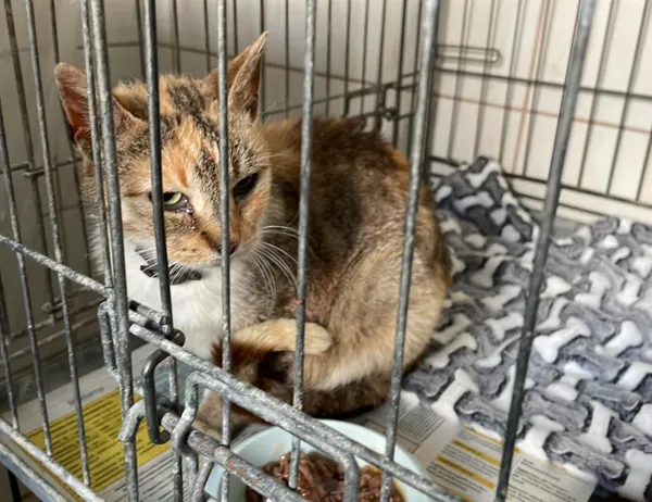 Znaleziono kota, Świdnica, 5 czerwca 2024