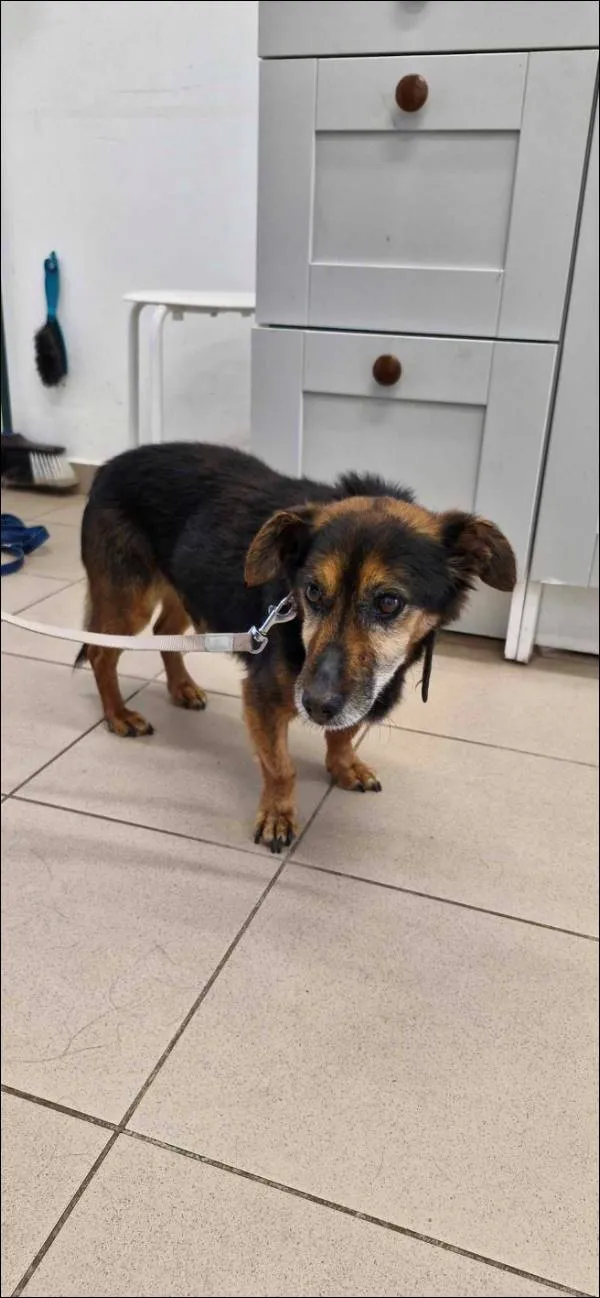 Znaleziono psa, Grudziądz, 6 czerwca 2024