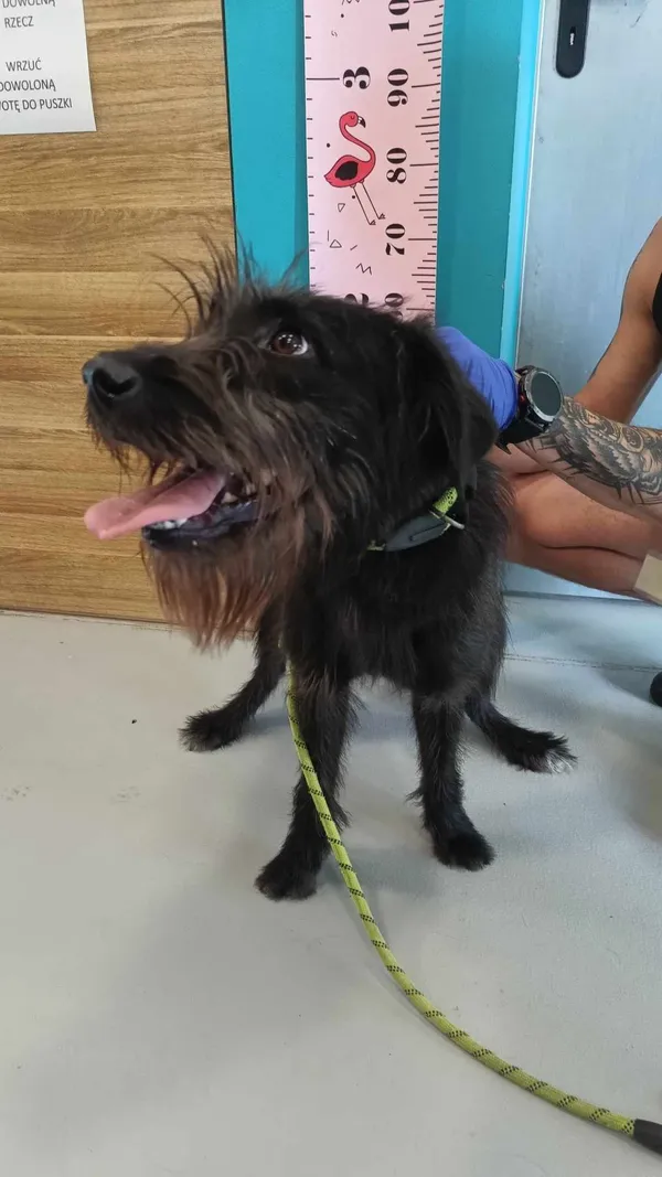 Pies do adopcji, Kielce, 6 czerwca 2024