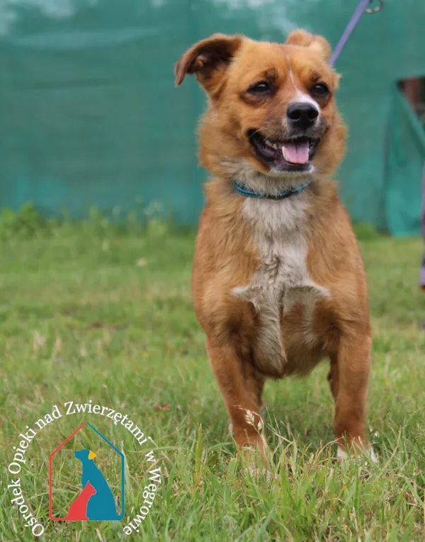 Pies do adopcji, Węgrowo, 5 czerwca 2024