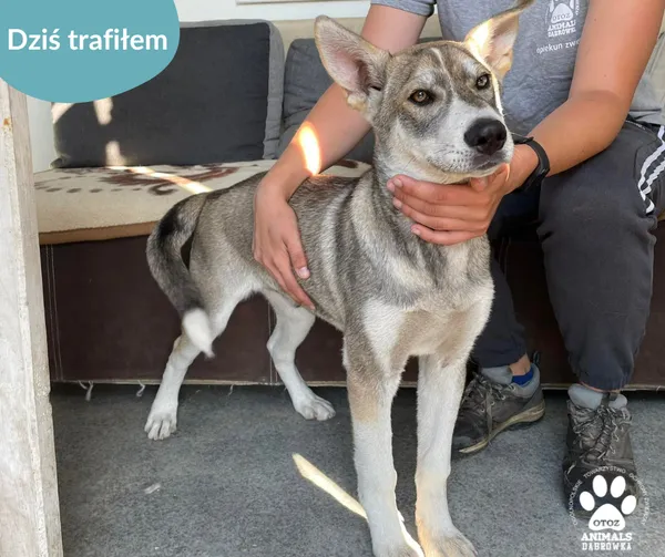 Znaleziono psa, Dąbrówka, 6 czerwca 2024 (2/2)