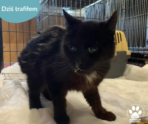 Znaleziono kota, Dąbrówka, 6 czerwca 2024 (2/2)