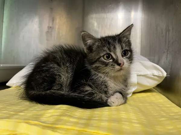 Kot do adopcji, Włocławek, 6 czerwca 2024