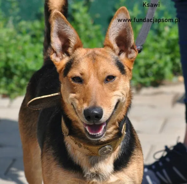 Pies do adopcji, Nowy Dwór Mazowiecki, 7 czerwca 2024 (1/5)
