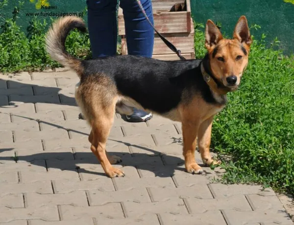 Pies do adopcji, Nowy Dwór Mazowiecki, 7 czerwca 2024 (3/5)