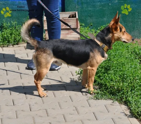 Pies do adopcji, Nowy Dwór Mazowiecki, 7 czerwca 2024 (4/5)