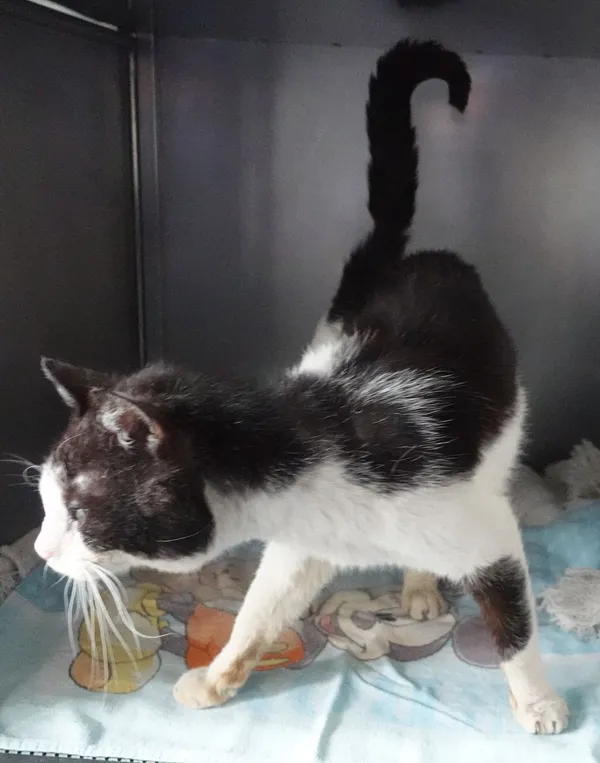 Znaleziono kota, Gdańsk, 7 czerwca 2024