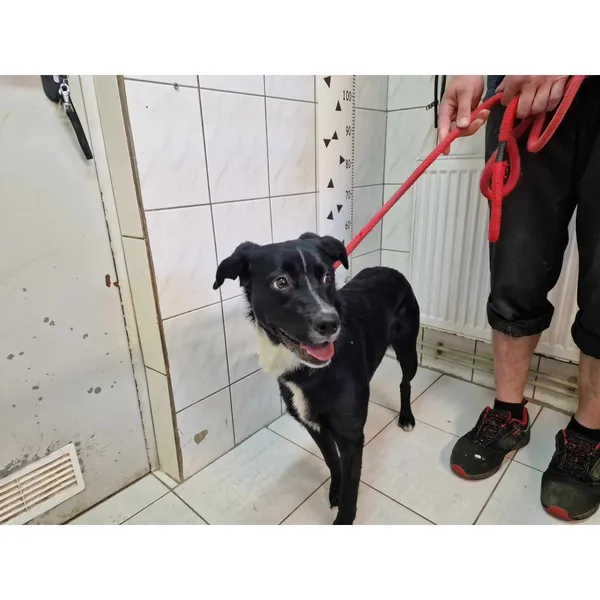 Znaleziono psa, Białystok, 6 czerwca 2024