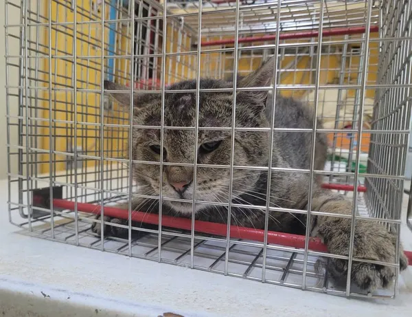 Znaleziono kota, Łódź, 5 czerwca 2024 (2/2)