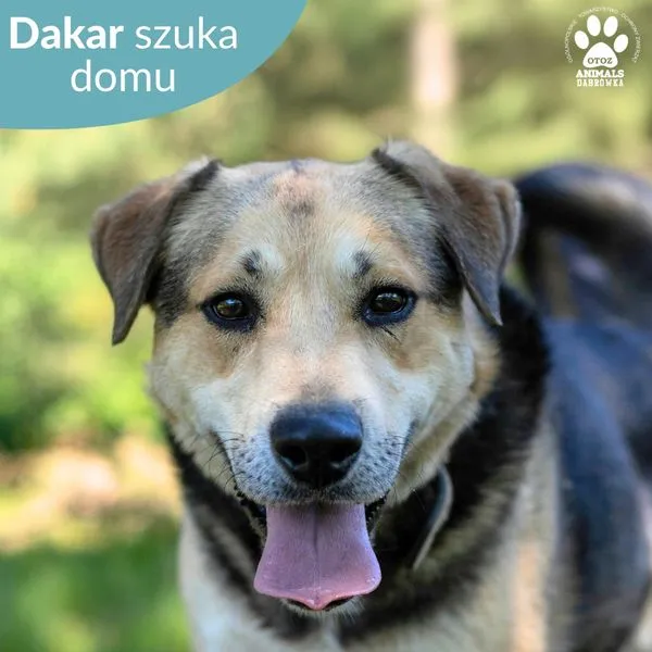 Pies do adopcji, Dąbrówka, 7 czerwca 2024 (1/5)