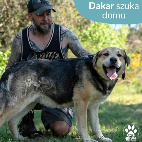 Pies do adopcji, Dąbrówka, 7 czerwca 2024 (2/5)