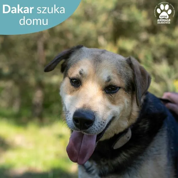 Pies do adopcji, Dąbrówka, 7 czerwca 2024 (3/5)