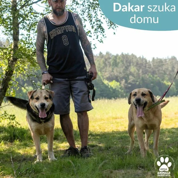 Pies do adopcji, Dąbrówka, 7 czerwca 2024 (4/5)