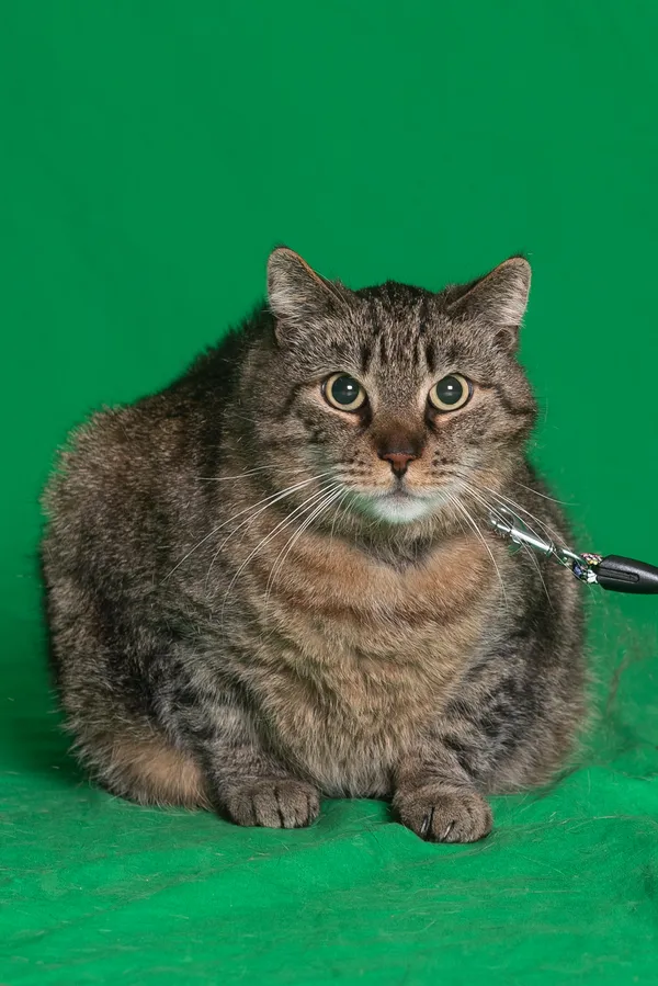 Kot do adopcji, Gdańsk, 7 czerwca 2024