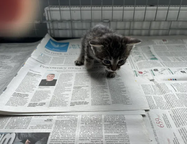 Znaleziono kota, Świdnica, 6 czerwca 2024