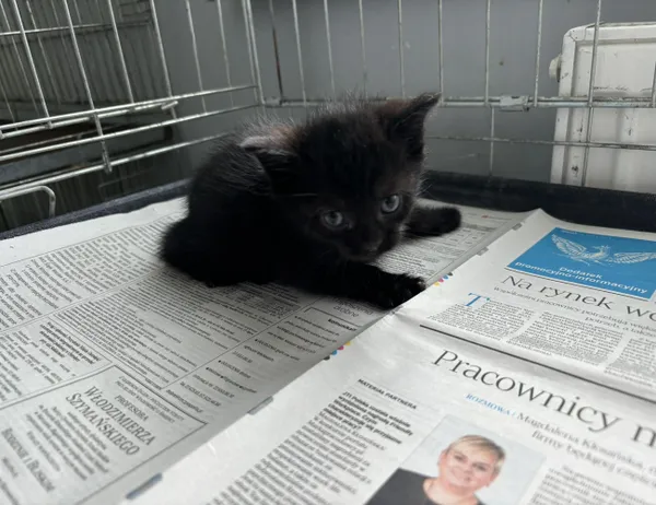 Znaleziono kota, Świdnica, 6 czerwca 2024