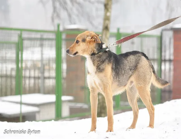 Pies do adopcji, Bytom, 7 czerwca 2024 (1/2)