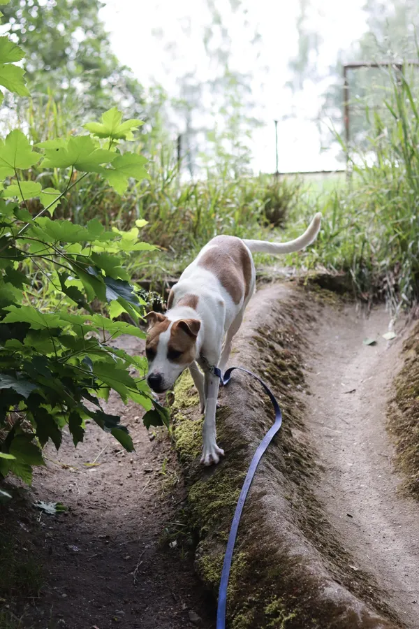 Pies do adopcji, Dłużyna Górna, 7 czerwca 2024 (2/5)