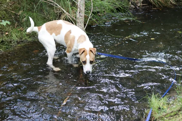 Pies do adopcji, Dłużyna Górna, 7 czerwca 2024 (3/5)