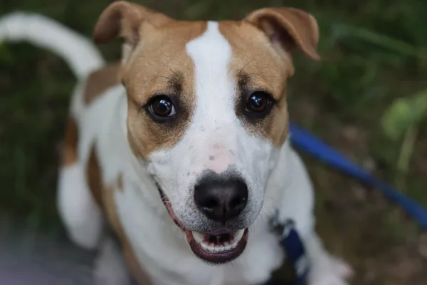 Pies do adopcji, Dłużyna Górna, 7 czerwca 2024 (4/5)