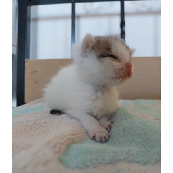 Znaleziono kota, Białystok, 6 czerwca 2024