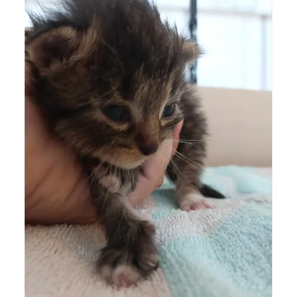 Znaleziono kota, Białystok, 6 czerwca 2024