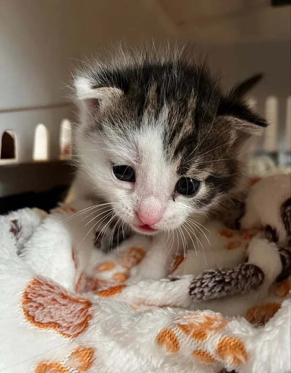 Kot do adopcji, Włocławek, 5 czerwca 2024 (1/2)