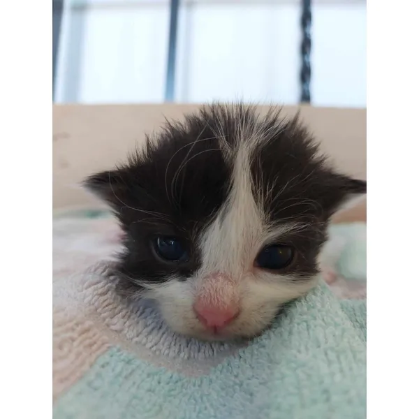 Znaleziono kota, Białystok, 6 czerwca 2024